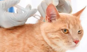 猫打完第一针疫苗得了猫瘟治愈后要重新打吗