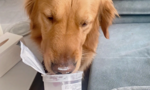 小狗可不可以喝酸奶