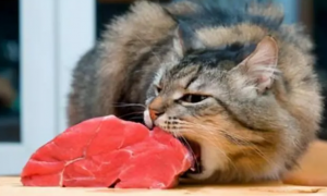 小猫喜欢吃什么肉