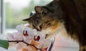 猫为什么啃家里的花草