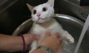 猫咪多久洗一次澡