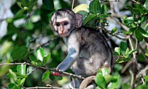 赤腹长尾猴是保护动物吗