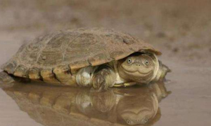 沼泽侧颈龟多少钱一只