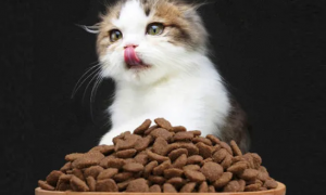 猫粮多少钱一袋