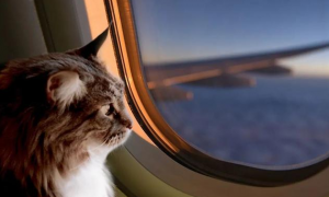 小型猫狗可随主人乘飞机了收费暂定800元