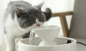 猫咪忘记喂水一天有事吗