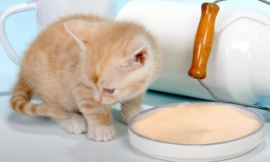 小猫可以喝人喝的奶粉吗一岁