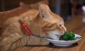 猫能吃哪些水果或者蔬菜