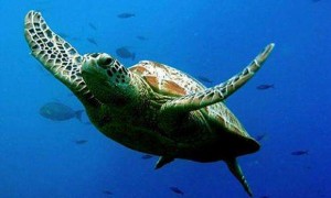 绿海龟深水养还是浅水养