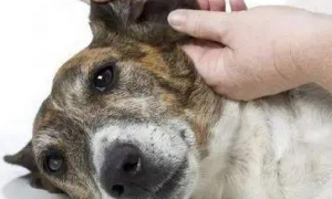 小狗耳螨怎么治疗