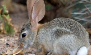 戈壁兔常见病和治疗方法