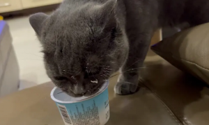 宠物猫有专门的酸奶吗