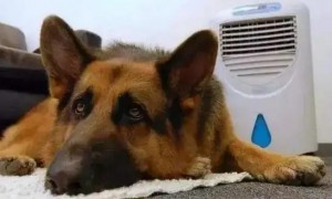 狗狗在空调房睡觉要注意些什么东西