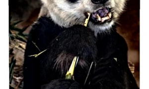 作为中美友的谊象征熊猫“乐乐”离世