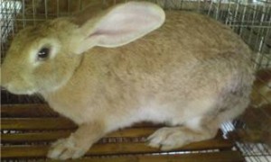 豫丰黄兔几个月能繁殖