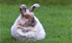 日系安格拉兔训练方法