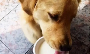狗狗为什么喜欢喝酸奶