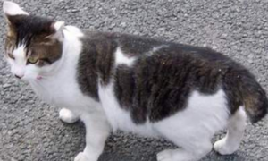 日本短尾猫的体重是多少