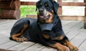 一条罗威纳犬害了全上海的狗