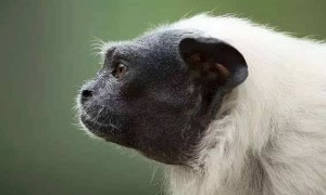 黑白柽柳猴吃什么