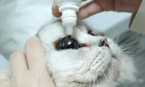 如何给猫咪滴眼药水