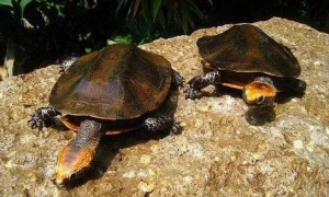 瓦哈卡泥龟吃什么食物最好