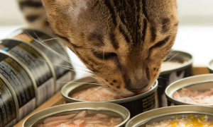 猫吃零食罐头好不好