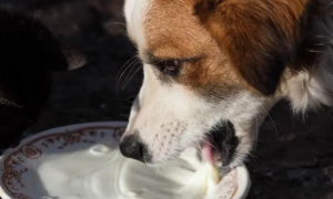 狗狗能喝什么样的酸奶
