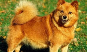 芬兰猎犬的性格外貌特征