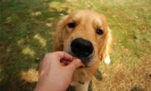 狗可以吃花生吗