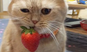 小奶猫能吃草莓吗