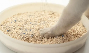 猫砂怎么制作的