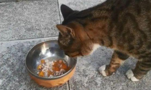 女子连续喂流浪猫，猫咪回赠了一条小鱼干