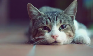 猫咪吃猫条上瘾了怎么办呢