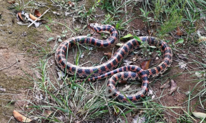 幼儿园发现一条赤练蛇！鉴定无毒、已放归大自然