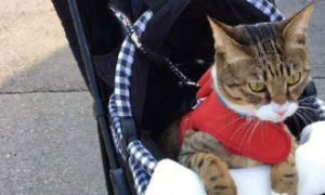 养了只懒惰的猫，出门散步都要用婴儿车推，喵：走！外出微服私访