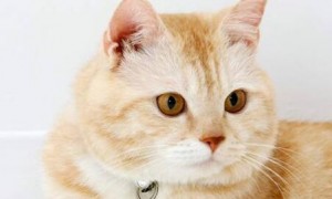 猫咪耳炎用人的药可以吗