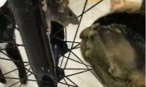 猫咪一脸淡定的看着被卡在自行车里的老鼠，老鼠一脸的慌张！