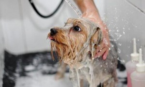 狗狗可以用人沐浴露