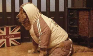 狗狗冬天穿衣服吗
