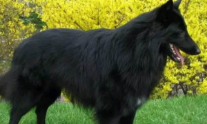 比利时牧羊犬起源和介绍
