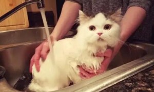猫怀孕期间可以洗澡吗