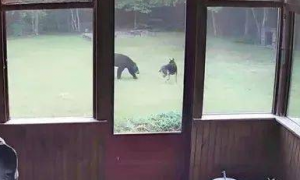 邻居来敲门：你家大德牧在院子里跟一头熊玩耍...