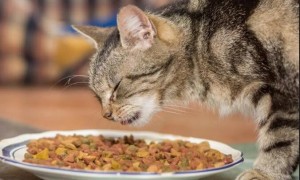 猫咪只吃猫粮需要刷牙吗