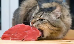 猫可以吃猪肉吗