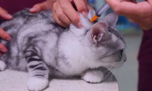 养猫需要打什么针疫苗