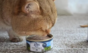 猫咪每天都吃罐头好吗