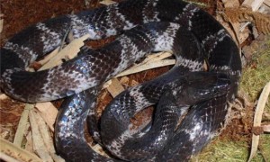 黑背白环蛇是国家几级保护动物