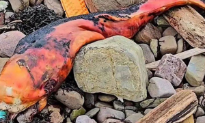 神秘的橙色海兽被冲上英国海滩，身体油腻长近一米，难倒动物专家