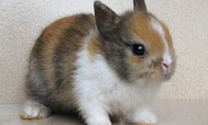 英种小型兔特点是什么